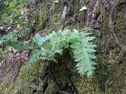 Image of Dudley's lousewort