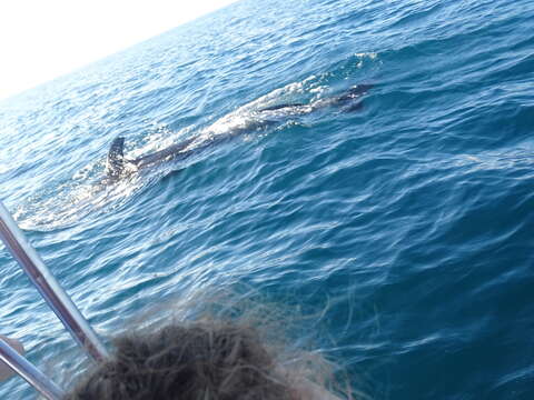 Image of false killer whale