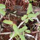 Image of Texas milkpea