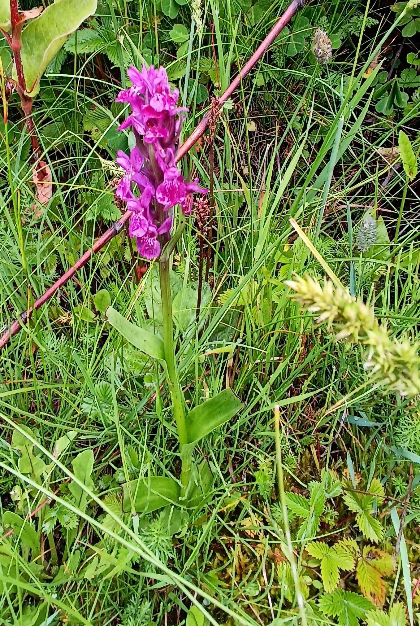 Image of Dactylorhiza hatagirea (D. Don) Soó