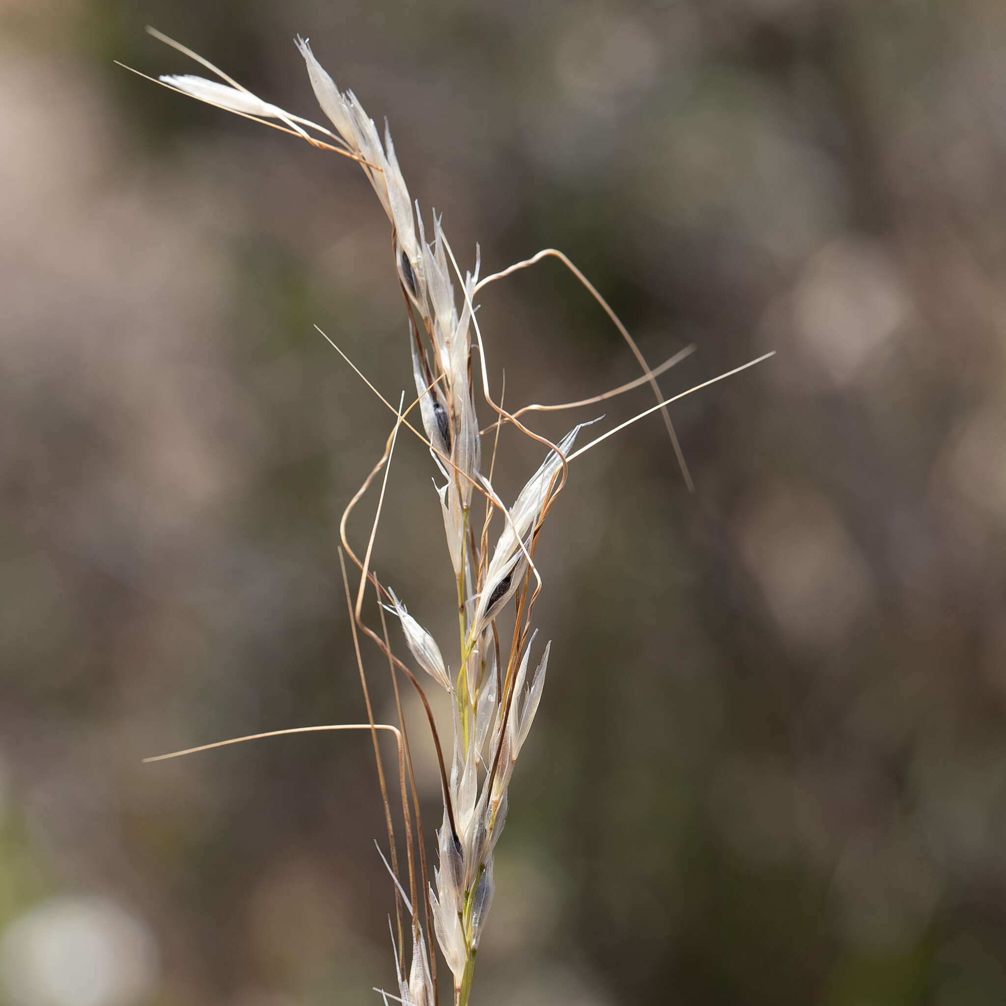 Image of Austrostipa setacea (R. Br.) S. W. L. Jacobs & J. Everett