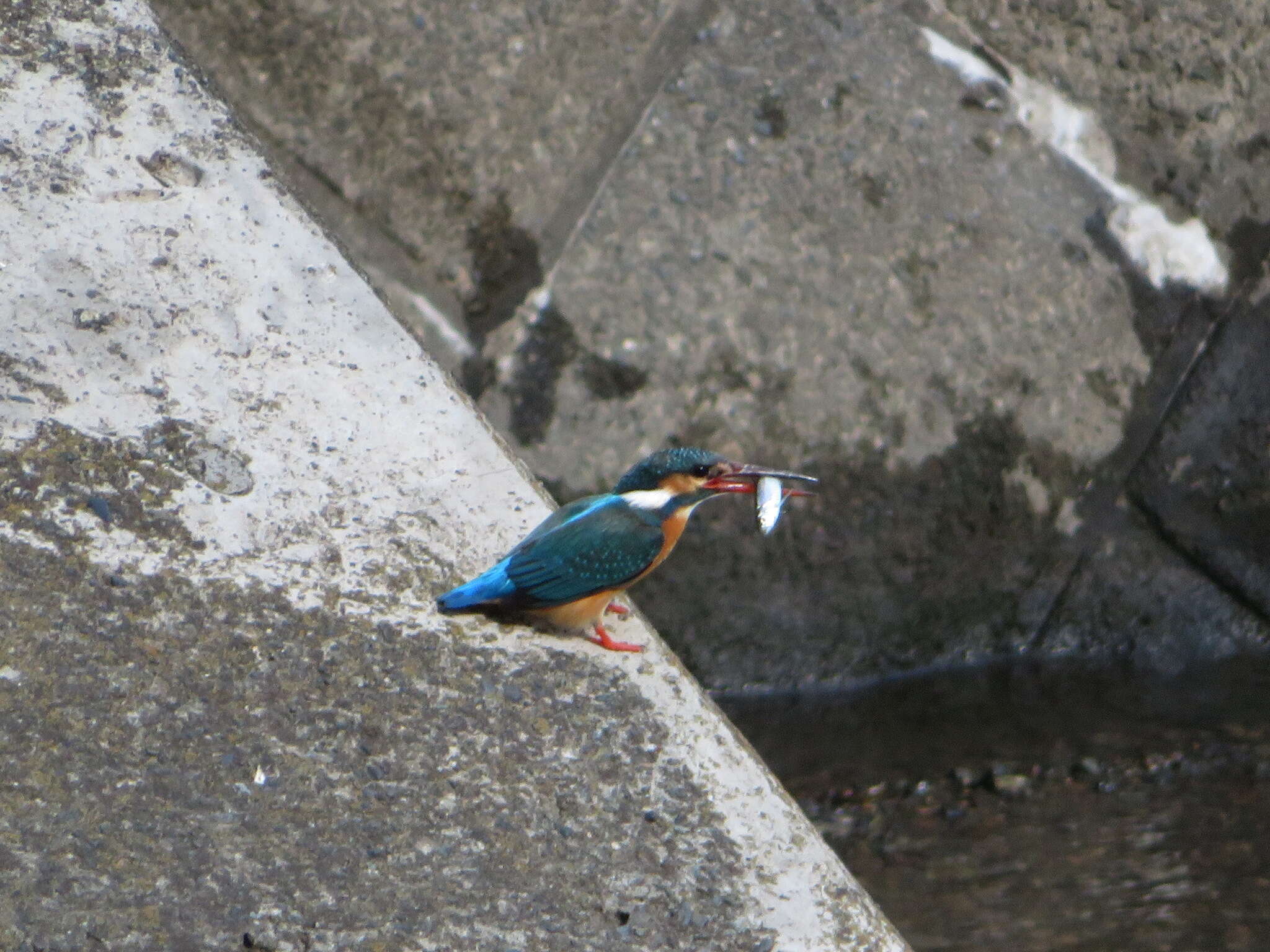 Image of Alcedo atthis bengalensis Gmelin & JF 1788