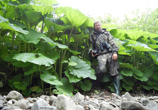 Plancia ëd Petasites japonicus subsp. giganteus (F. Schmidt ex Trautv.) Kitam.