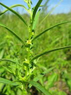 Image of manyfruit primrose-willow