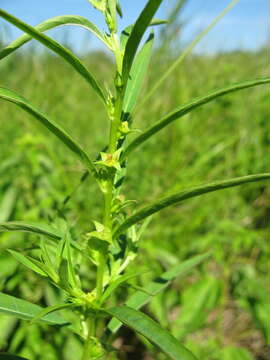 Image of manyfruit primrose-willow