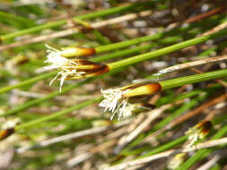 Trichophorum cespitosum subsp. germanicum (Palla) Hegi的圖片