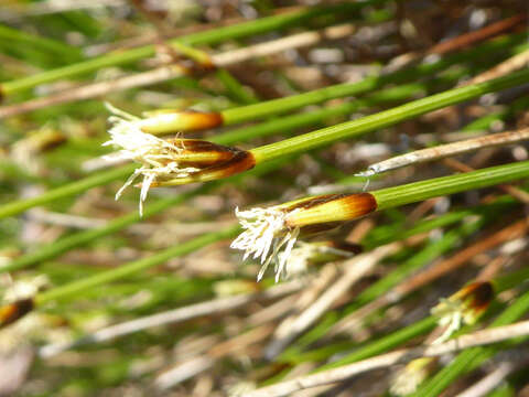 Trichophorum cespitosum subsp. germanicum (Palla) Hegi的圖片