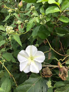 Image of Moonflower or moon vine