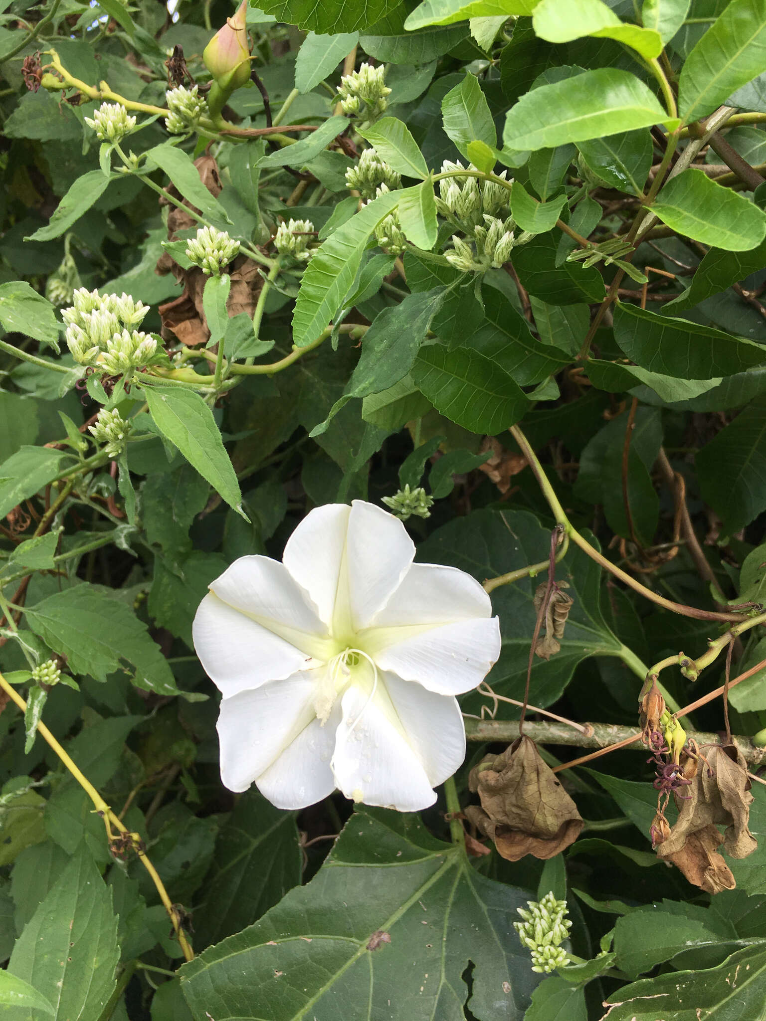 Image of Moonflower or moon vine