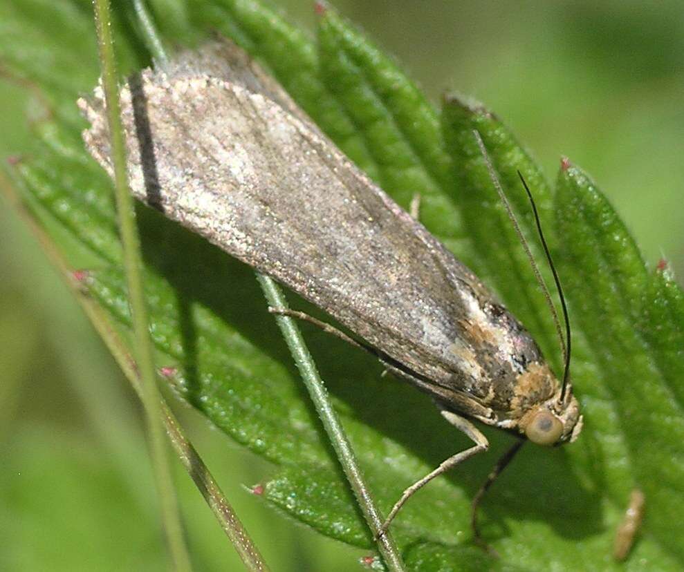 Pterothrixidia rufella Duponchel 1836 resmi