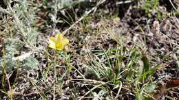 Image of Wyoming flax