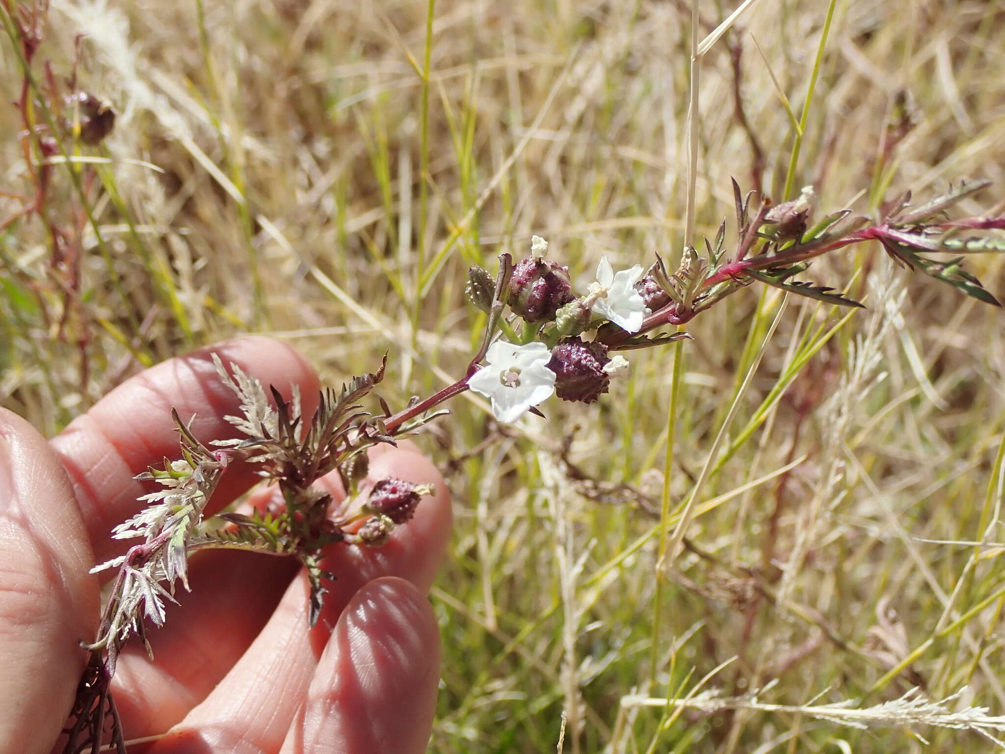 Image of alamovine