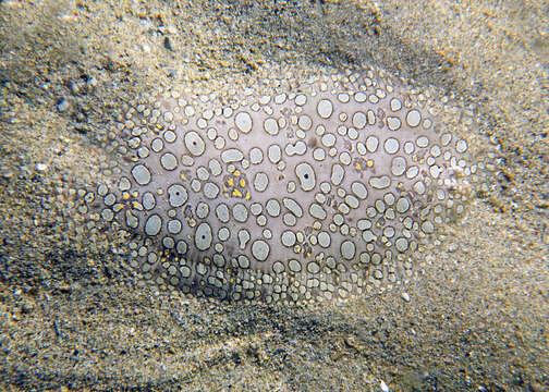 Image of Peacock sole