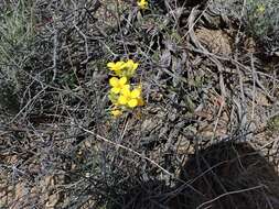 Image of Moapa bladderpod