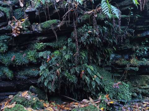 Image of Killarney fern