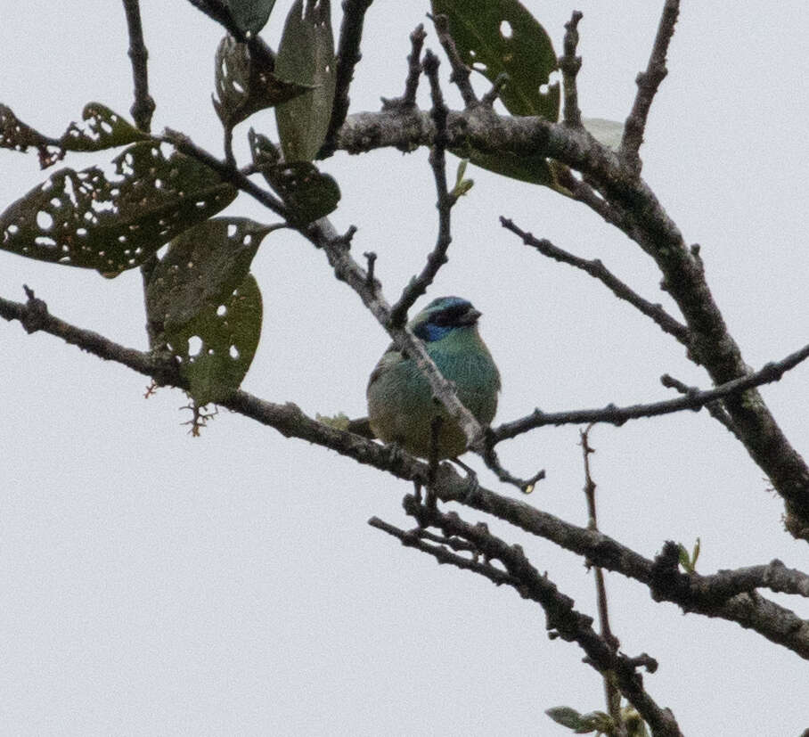 Слика од Tangara cyanotis (Sclater & PL 1858)