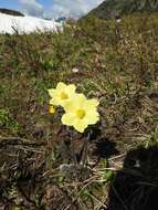 صورة Pulsatilla alpina subsp. apiifolia (Scop.) Nyman