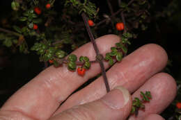 Image of Galium hypocarpium (L.) Endl. ex Griseb.