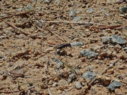 Plancia ëd Cicindela (Cicindela) oregona oregona Le Conte 1856