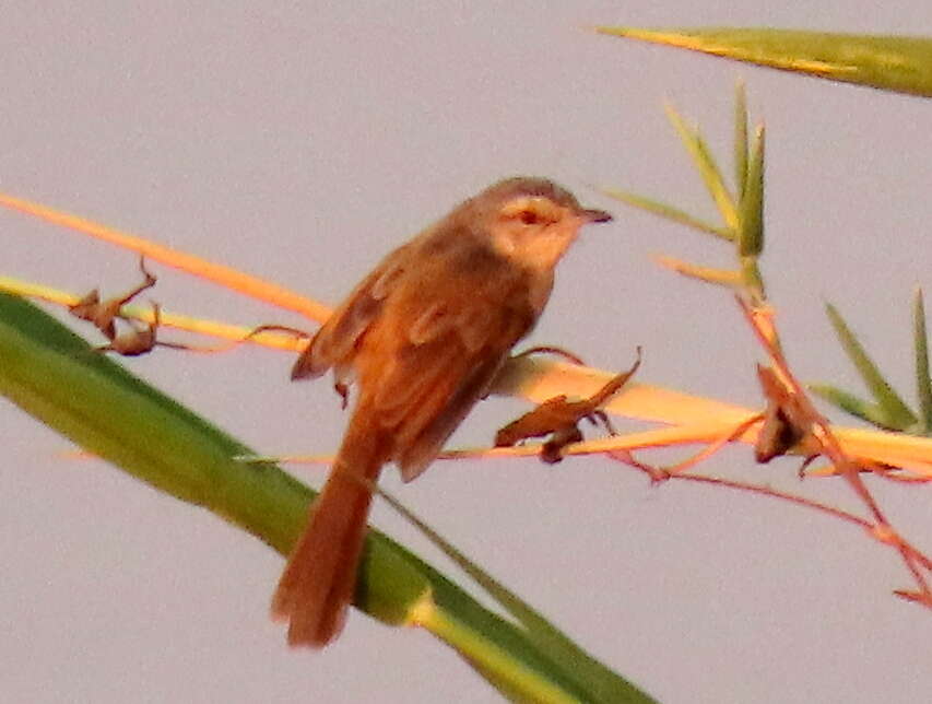 Image of Prinia flavicans flavicans (Vieillot 1821)