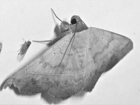 Image of Epidromia pannosa Guenée 1852