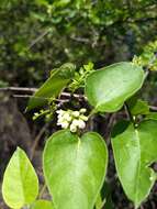 صورة Marsdenia coulteri Hemsl.