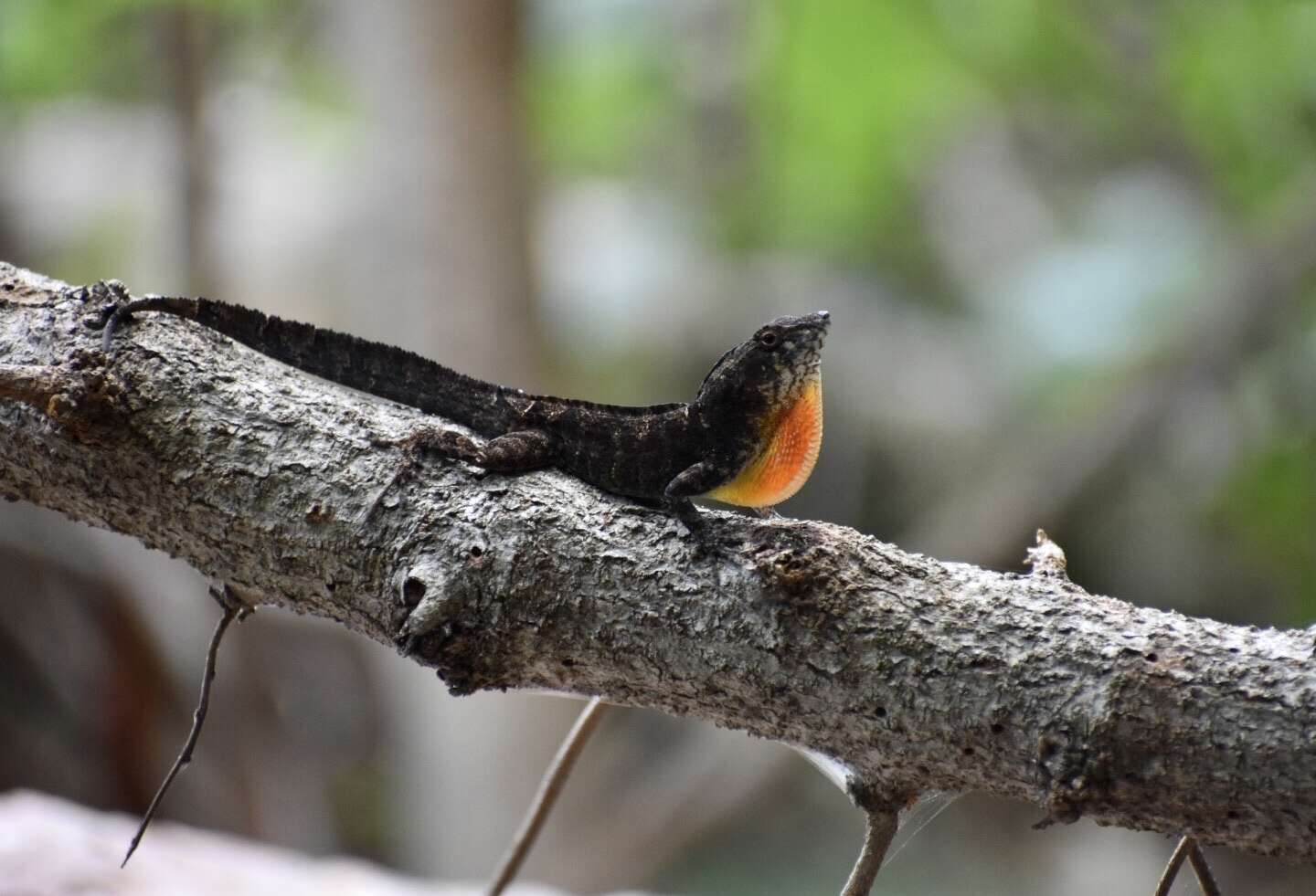 Image of Anolis jubar oriens Schwartz 1968