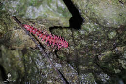 Image of Desmoxytes purpurosea Enghoff, Surachit & Panha 2007