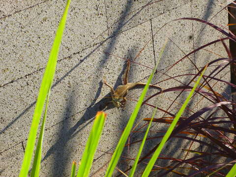 Image of Common agama