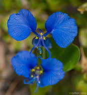 صورة Commelina forskaolii Vahl