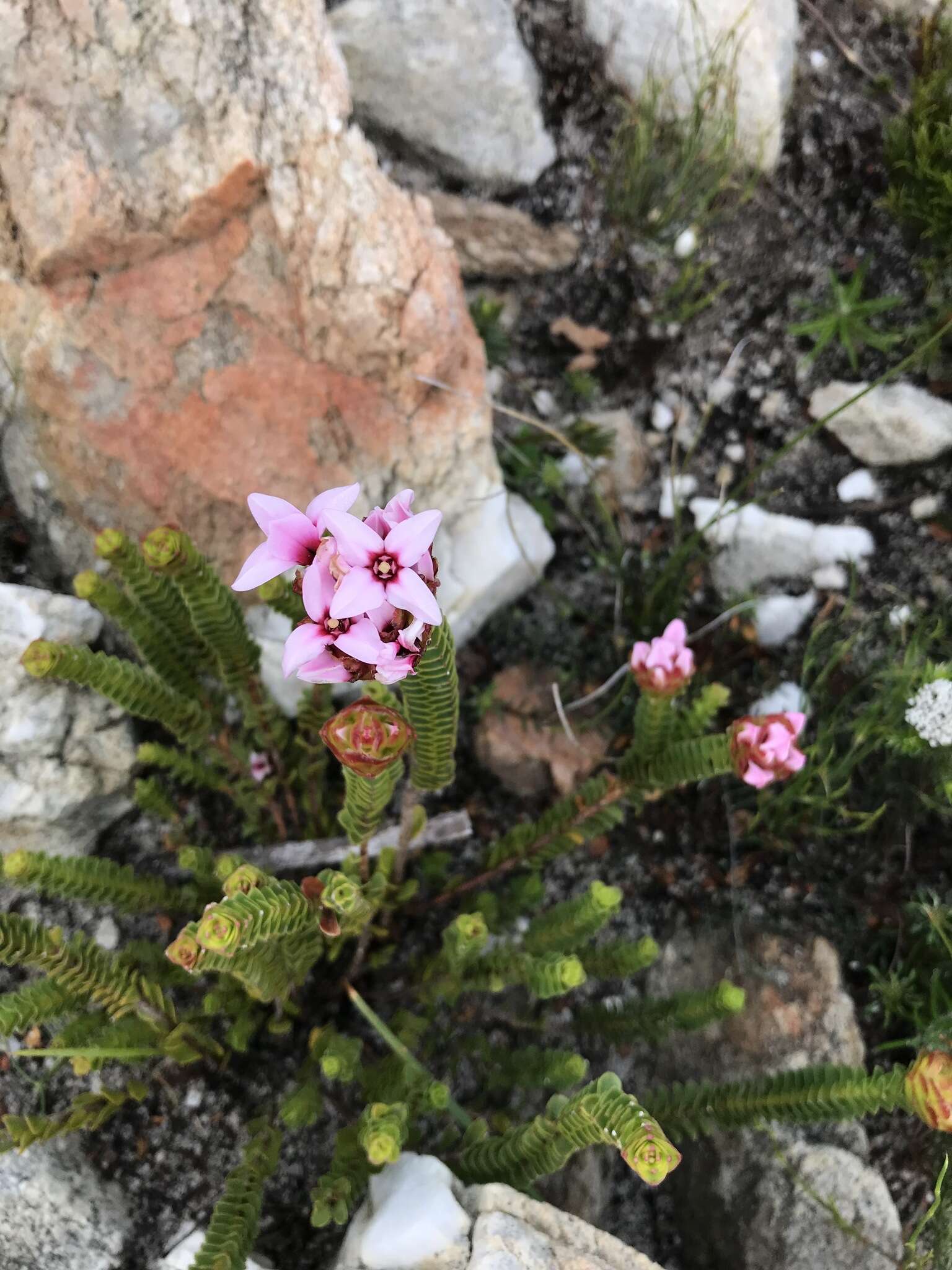 Image of Sonderothamnus speciosus (Sond.) Dahlgr.