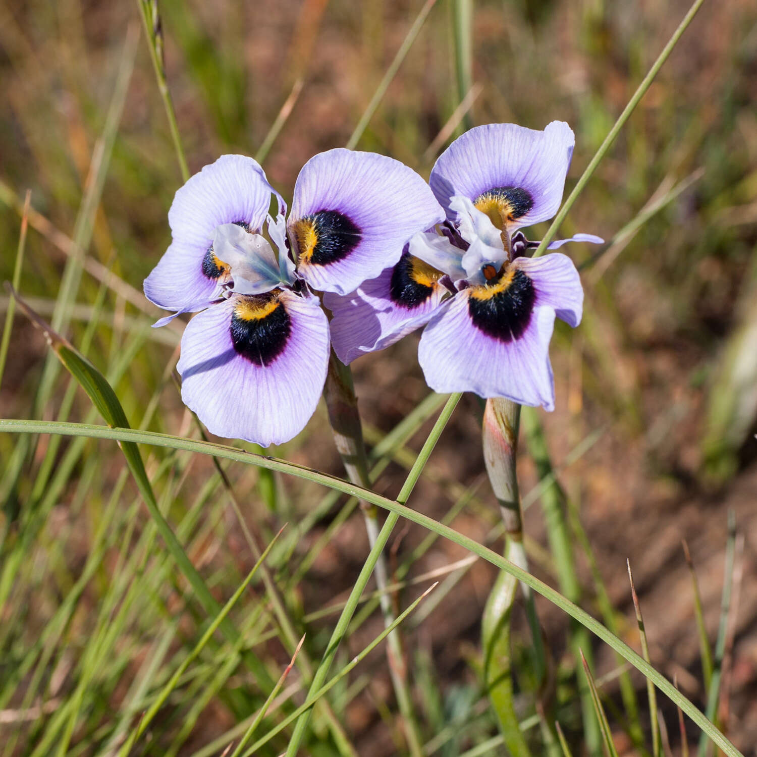 Image of Peacock moraea