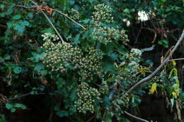 Image of Lowveld veronia