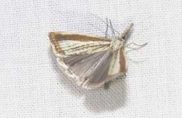 Слика од Agriphila costalipartella