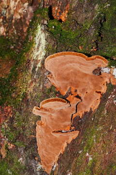 Image of Fuscoporia wahlbergii (Fr.) T. Wagner & M. Fisch. 2001