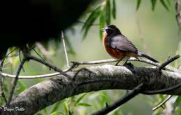 Image of Black-and-rufous Warbling Finch