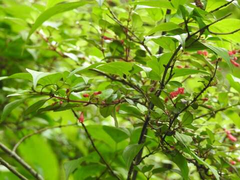 Image of Fuchsia thymifolia Kunth