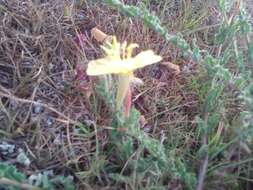 Plancia ëd Oenothera parodiana Munz