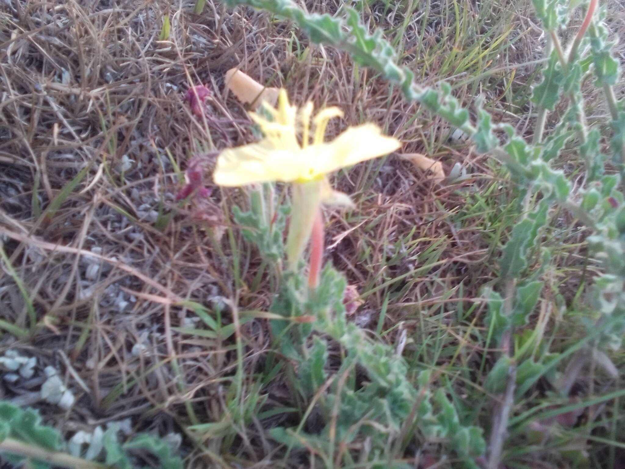 Image de Oenothera parodiana Munz