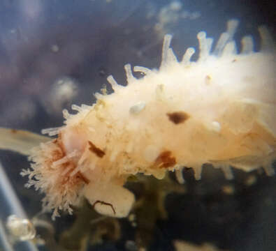 Image of pale sea cucumber