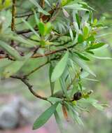 Callilepis caerulea (Hutch.) Leins的圖片