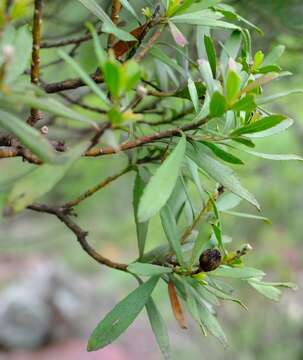 Callilepis caerulea (Hutch.) Leins resmi