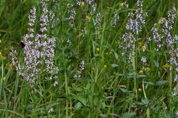 Image of Nepeta nuda L.