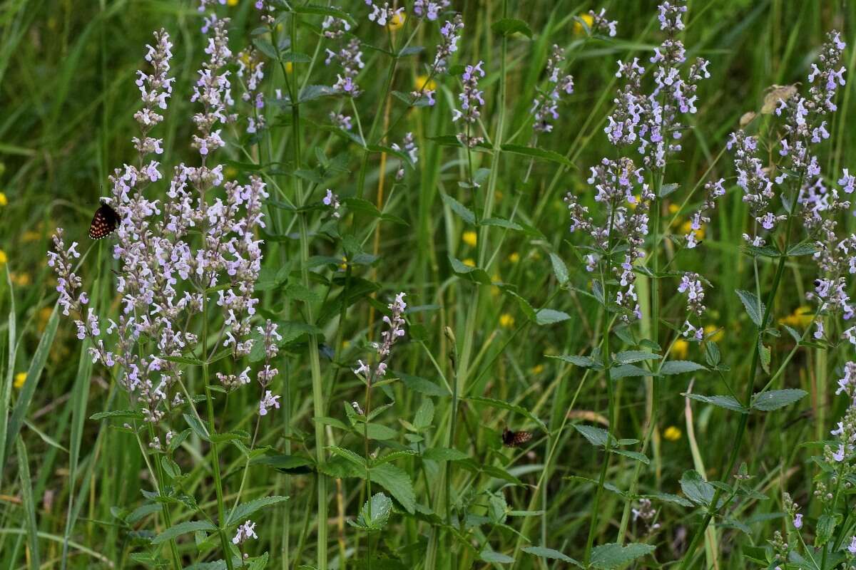 Image of Nepeta nuda L.