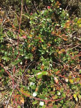 Vaccinium crassifolium Andr. resmi