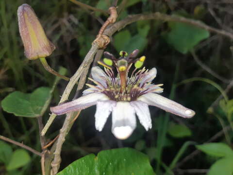 Image of Passiflora andreana Mast.