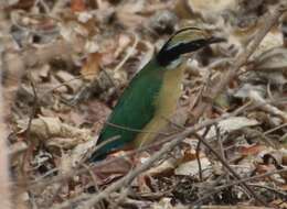 Image of Indian Pitta