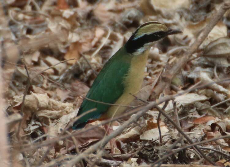 Plancia ëd Pitta brachyura (Linnaeus 1766)