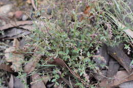 Image of Gonocarpus tetragynus Labill.