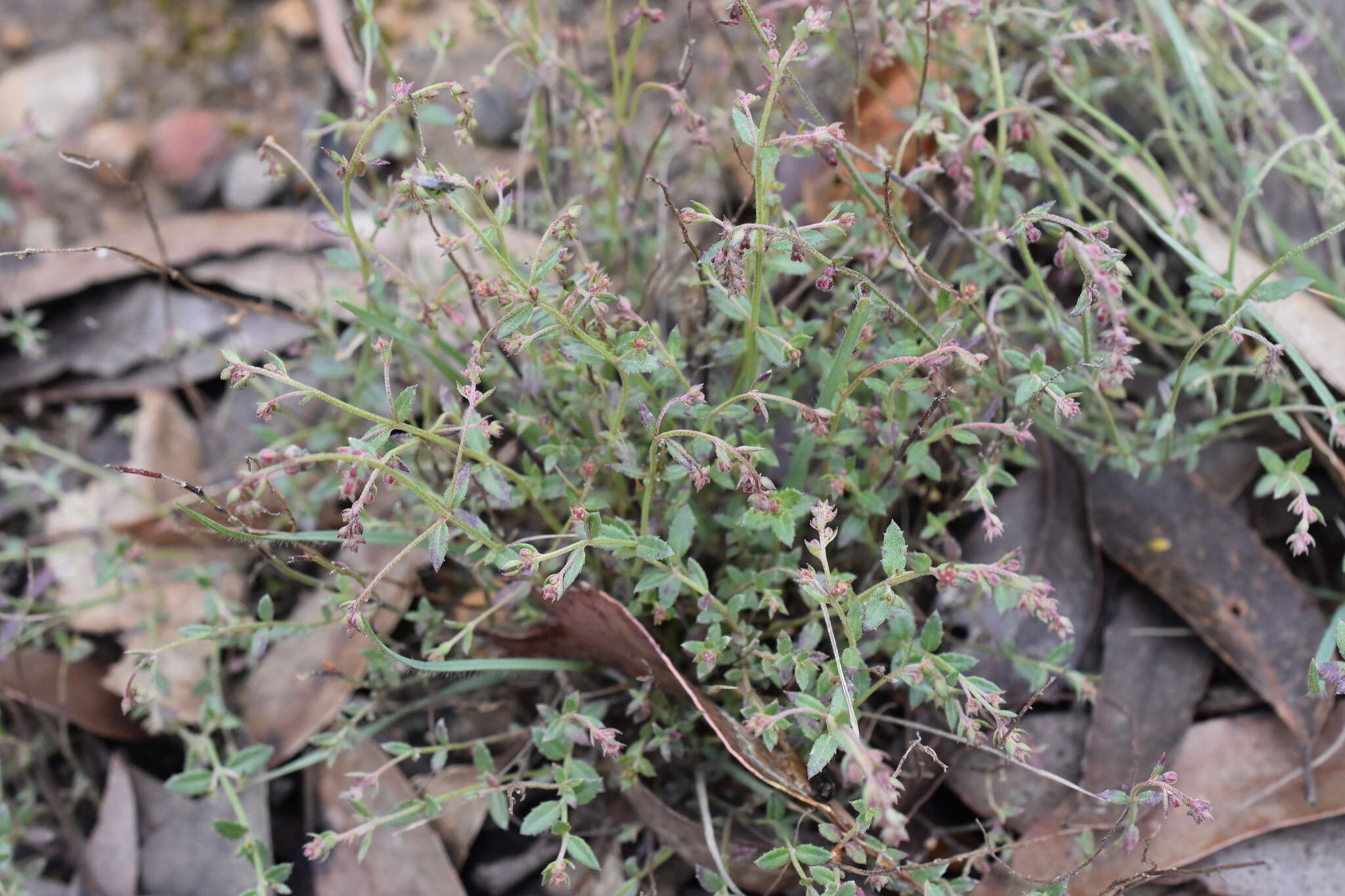 Image of Gonocarpus tetragynus Labill.